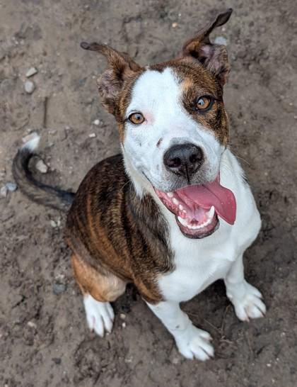Jojo, Adoptable, Adult Female Mixed Breed & Mixed Breed.