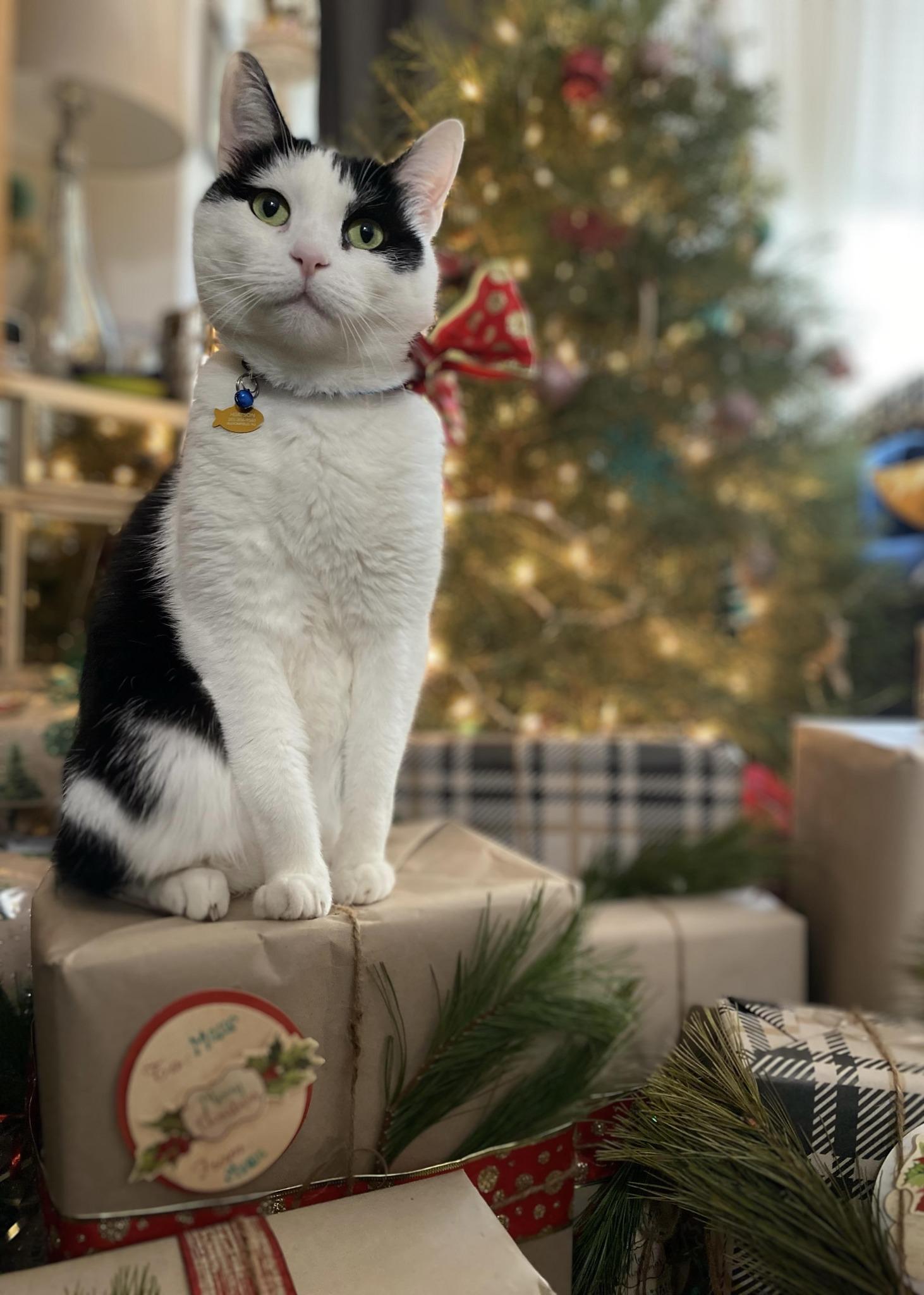 Finn, Adopted, Senior Male Domestic Short Hair.