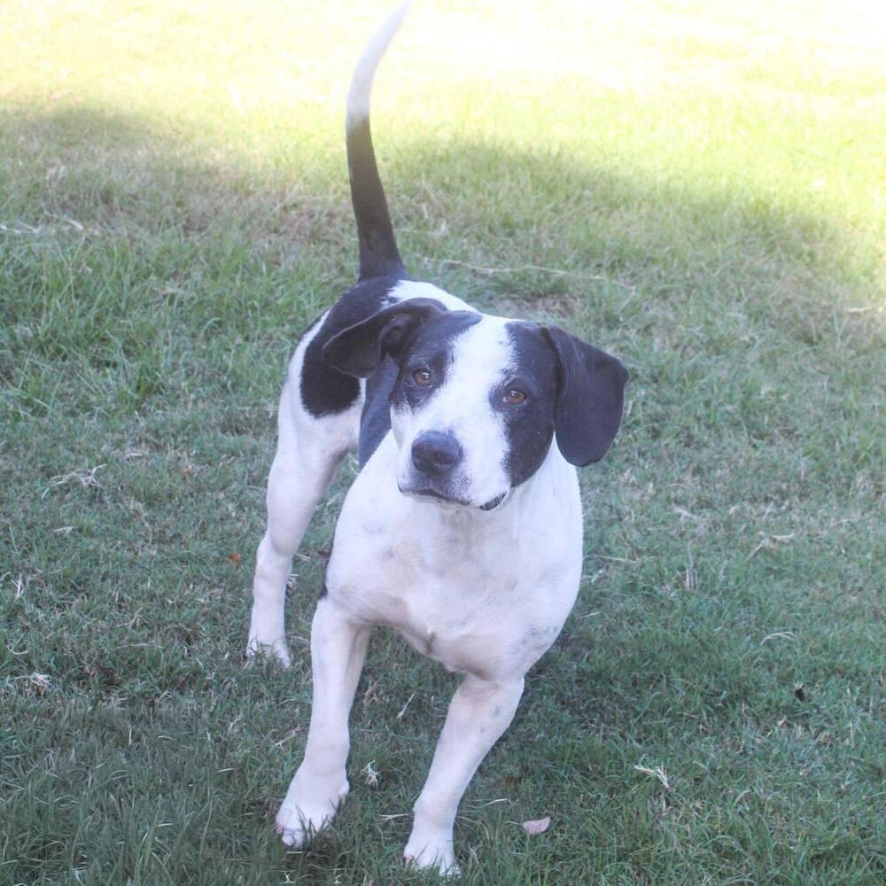 Mama Zoe, Adoptable, Adult Female Mixed Breed.