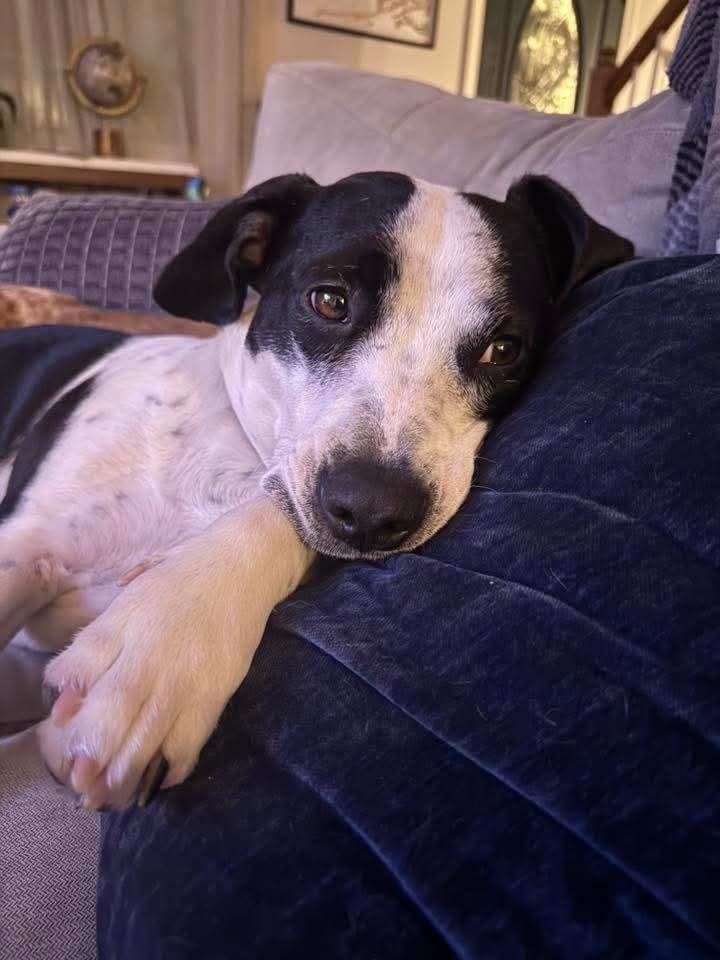 Enlarge Mama Zoe, a Adoptable mixed breed in Groveland, MA image 2/6