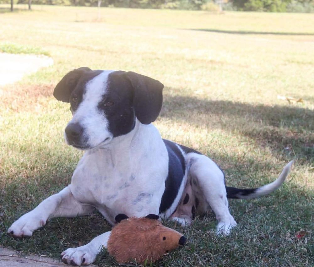 Enlarge Mama Zoe, a Adoptable mixed breed in Groveland, MA image 3/6