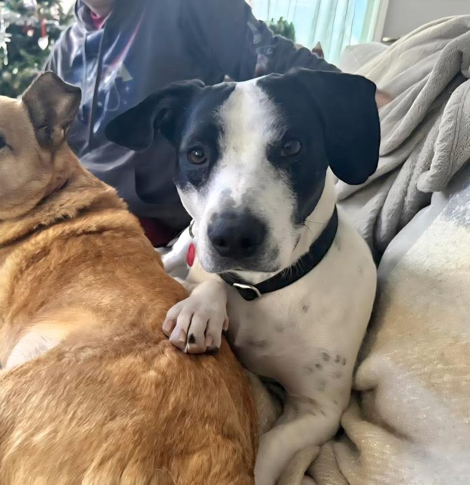 Enlarge Mama Zoe, a Adoptable mixed breed in Groveland, MA image 4/6