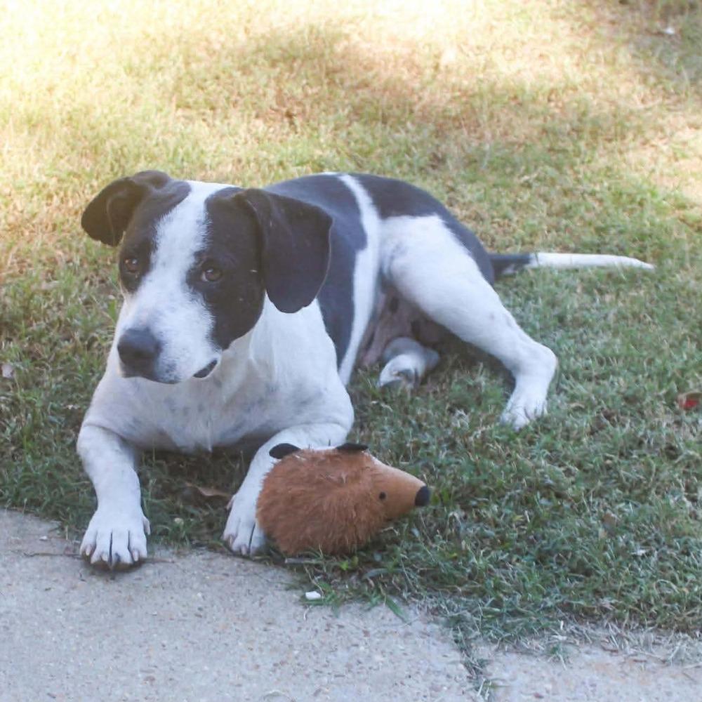 Enlarge Mama Zoe, a Adoptable mixed breed in Groveland, MA image 5/6