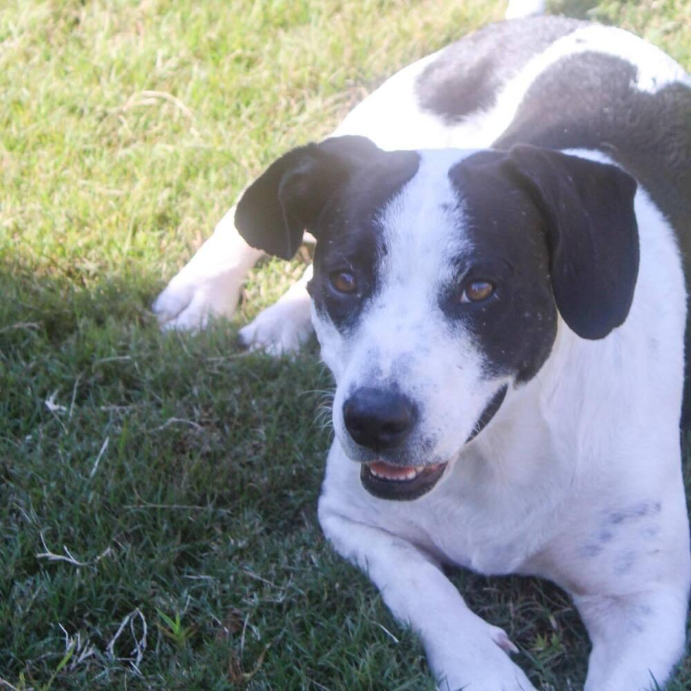 Enlarge Mama Zoe, a Adoptable mixed breed in Groveland, MA image 6/6