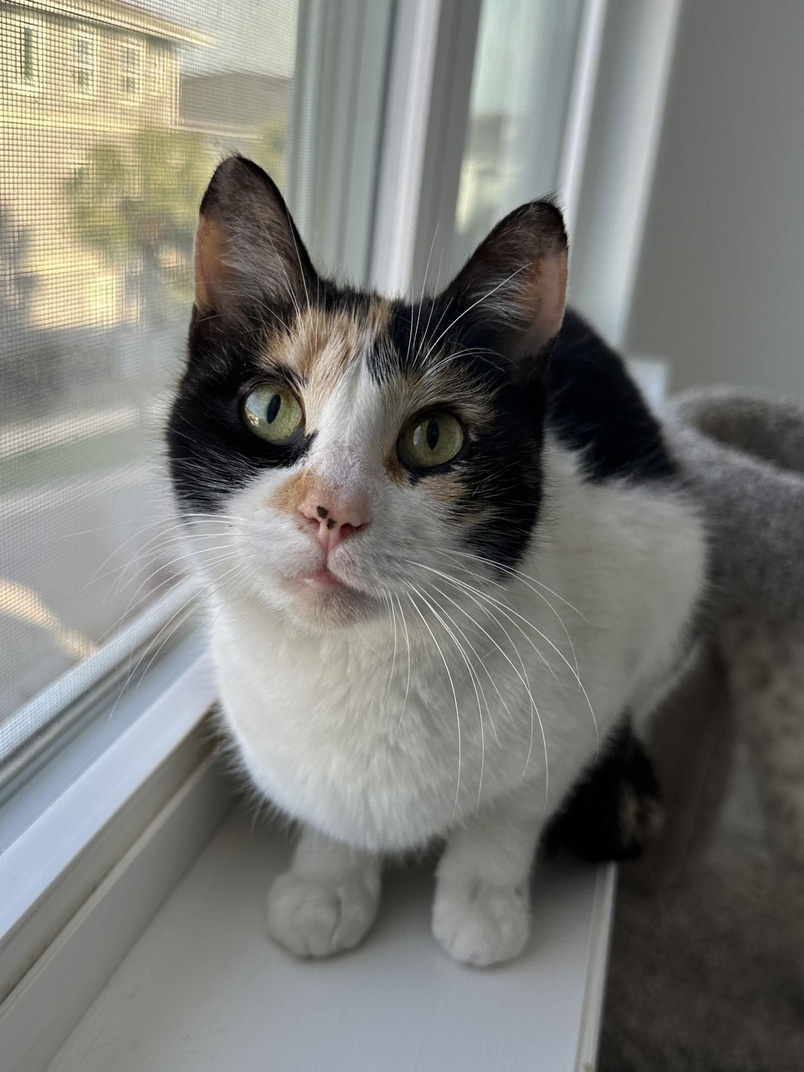 WREN, Adopted, Adult Female Domestic Short Hair.