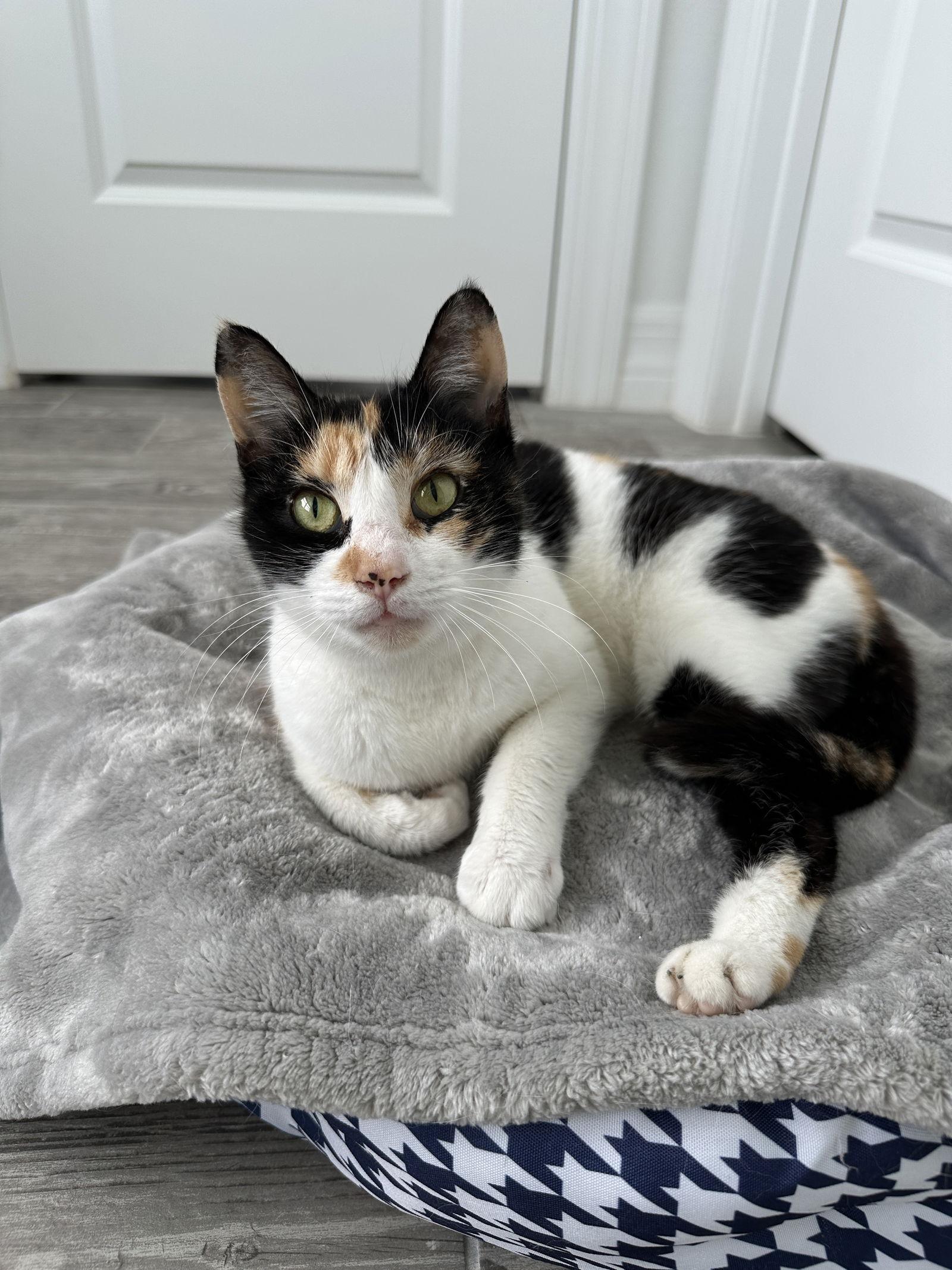 WREN, a Adopted Domestic Short Hair in Orlando, FL image 2/3