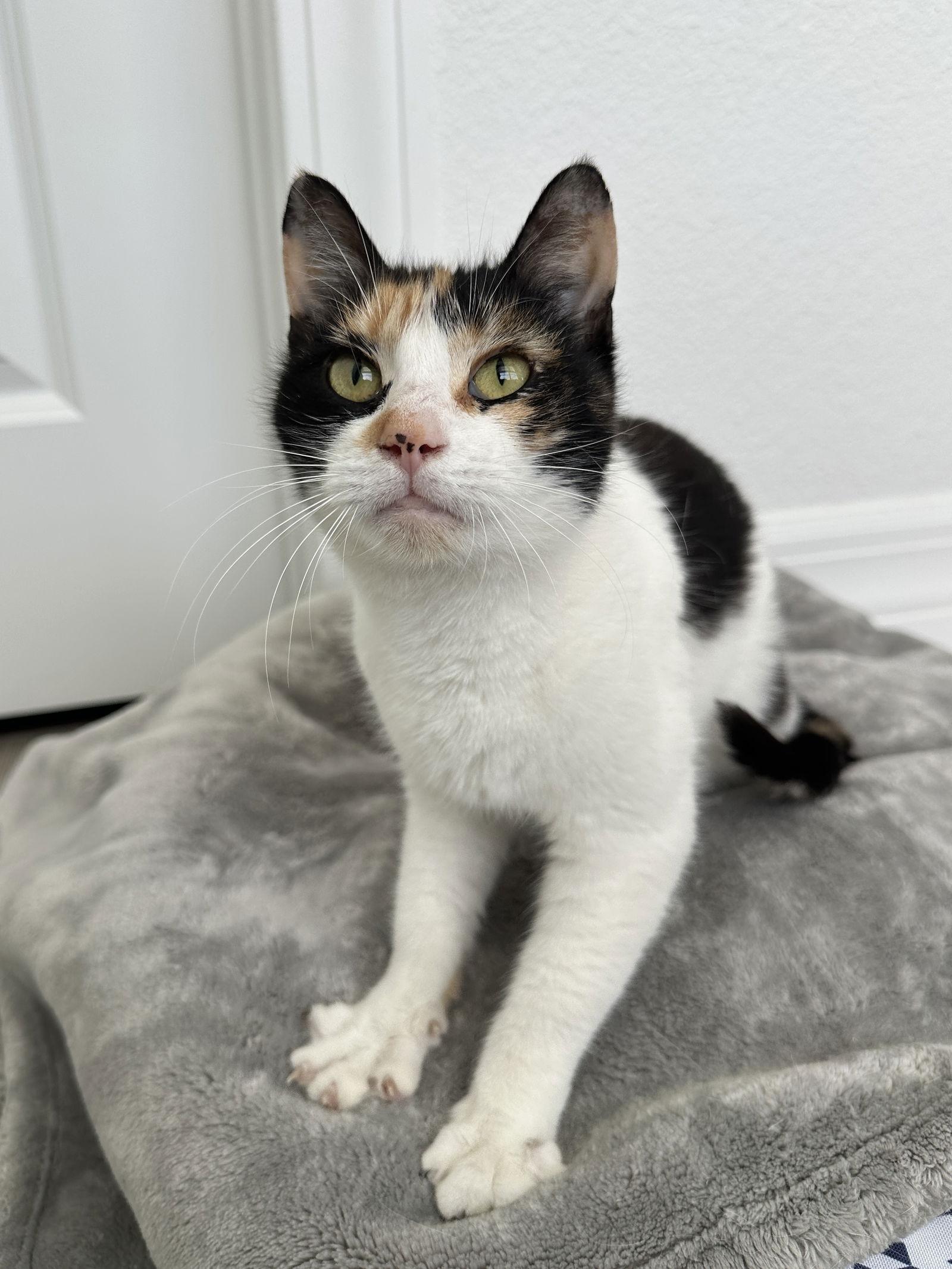 WREN, a Adopted Domestic Short Hair in Orlando, FL image 3/3