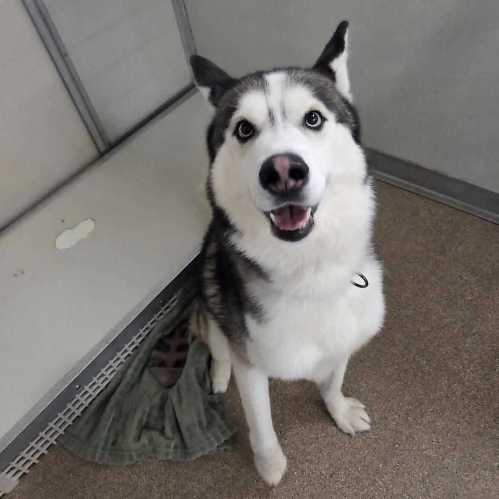 Enlarge Mystic, a Adoptable Siberian Husky in Ballston Spa, NY image 1/5