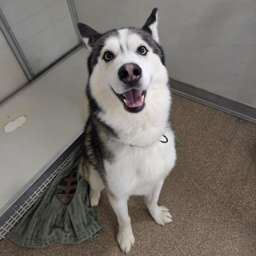 Enlarge Mystic, a Adoptable Siberian Husky in Ballston Spa, NY image 2/5
