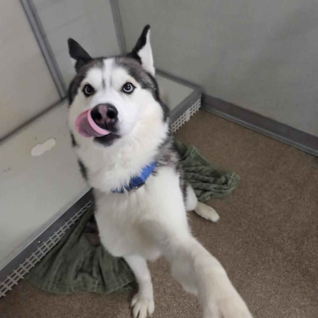 Enlarge Mystic, a Adoptable Siberian Husky in Ballston Spa, NY image 3/5