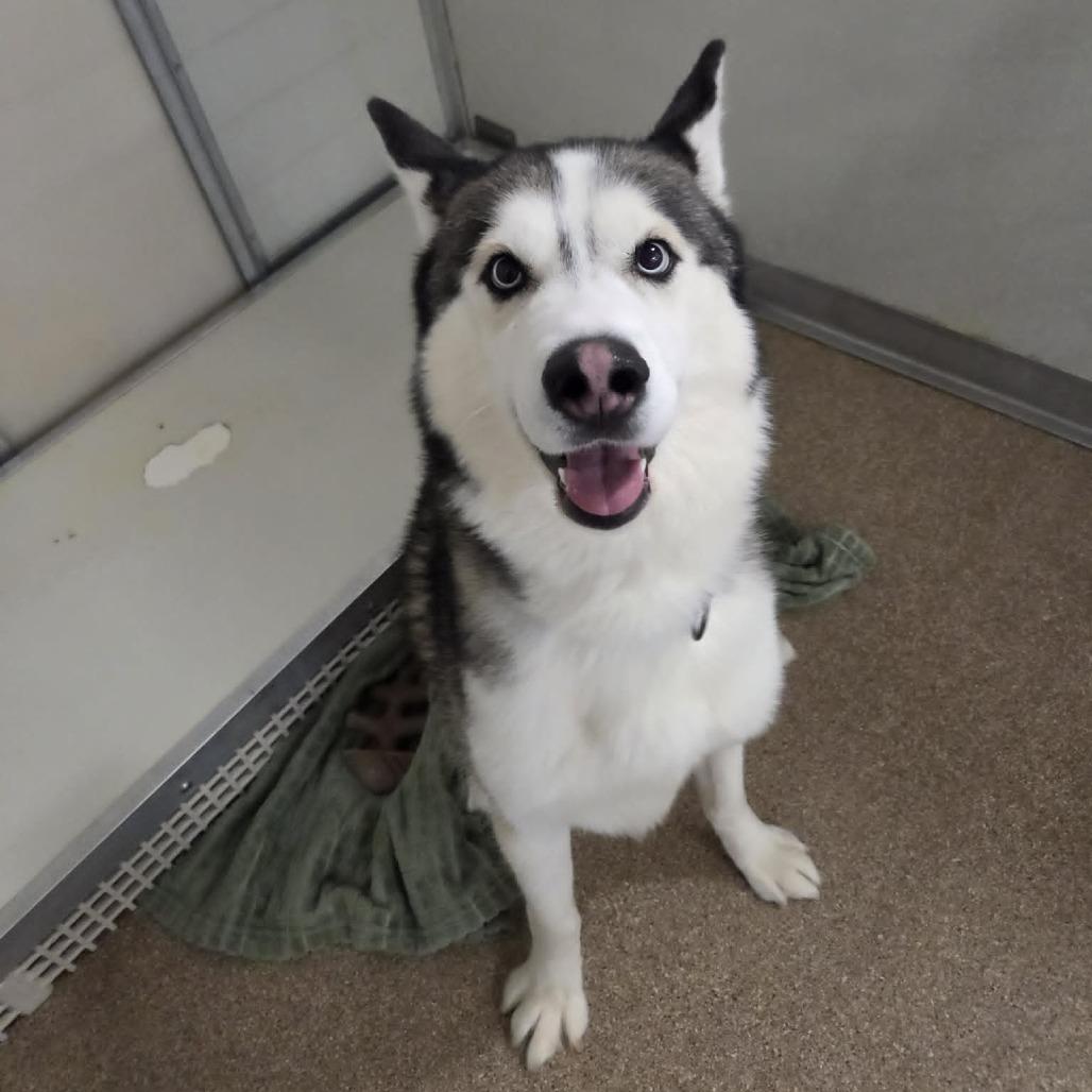Enlarge Mystic, a Adoptable Siberian Husky in Ballston Spa, NY image 4/5