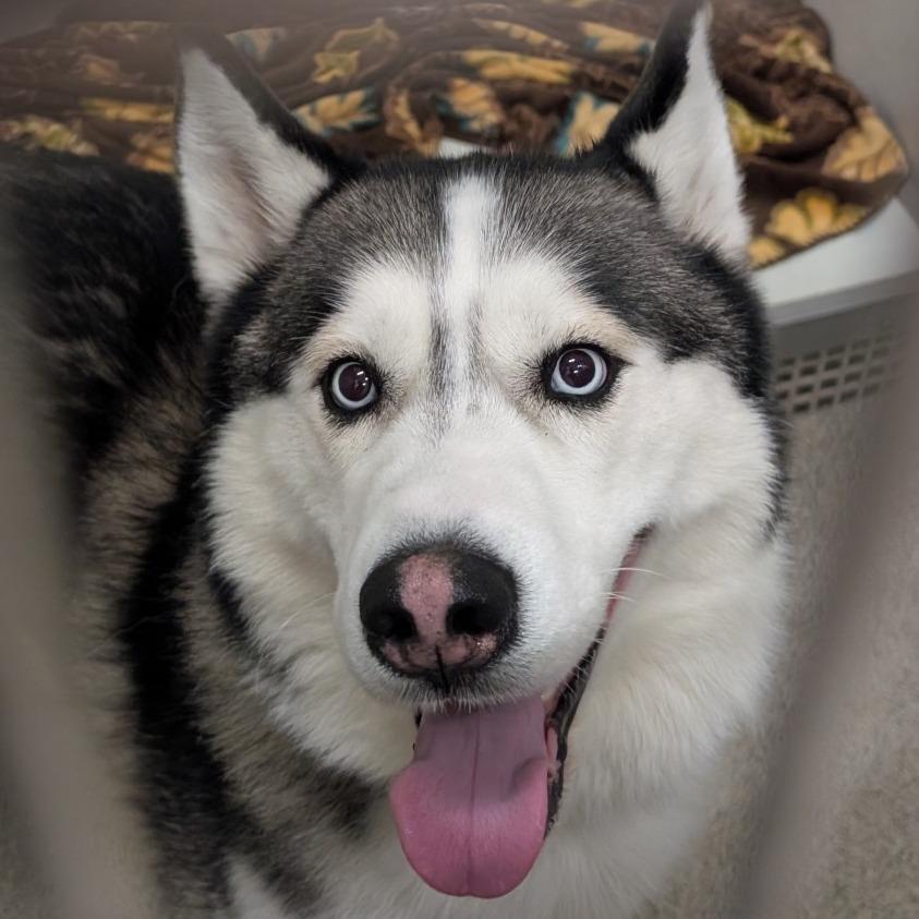 Enlarge Mystic, a Adoptable Siberian Husky in Ballston Spa, NY image 5/5