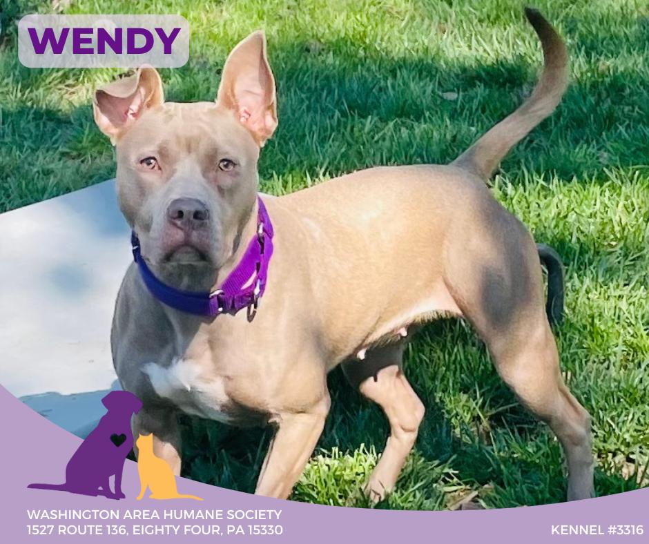 Wendy, an adoptable Pit Bull Terrier in Eighty Four, PA_image-1
