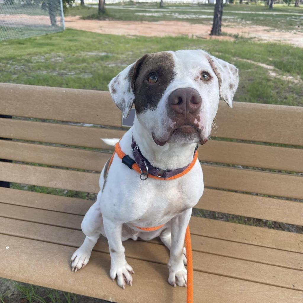 Hank, a Adoptable mixed breed in Freeport, FL image 1/6