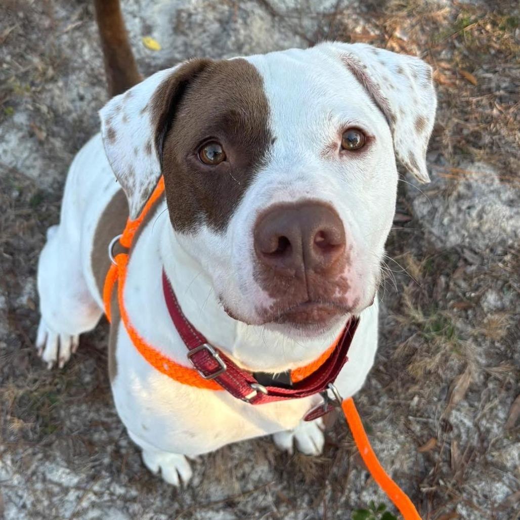 Hank, a Adoptable mixed breed in Freeport, FL image 2/6