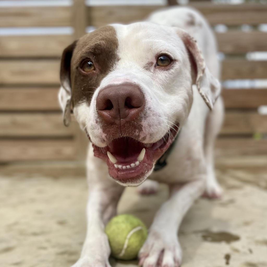 Hank, Adoptable, Adult Male English Bulldog.