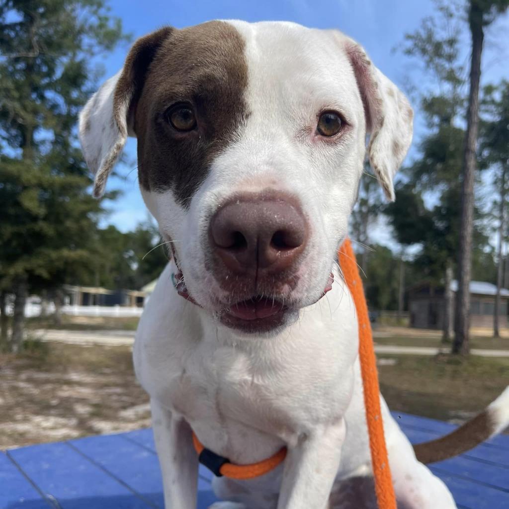 Hank, a Adoptable mixed breed in Freeport, FL image 2/6