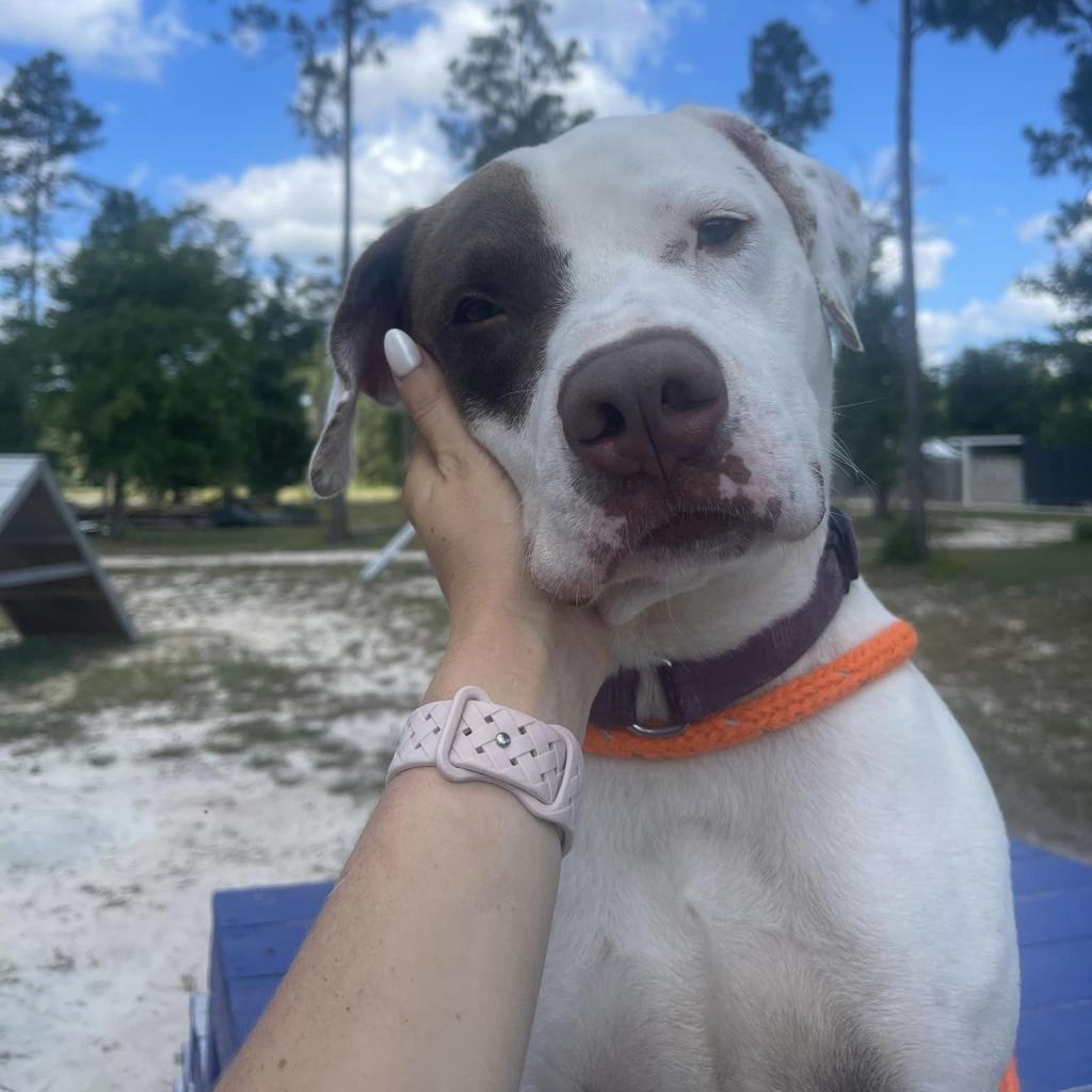 Hank, a Adoptable mixed breed in Freeport, FL image 4/6