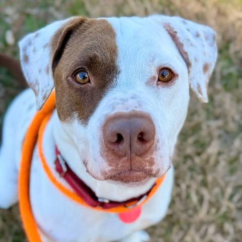 Hank, a Adoptable mixed breed in Freeport, FL image 5/6