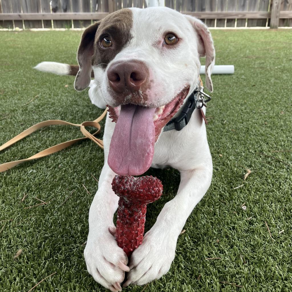 Hank, a Adoptable mixed breed in Freeport, FL image 6/6