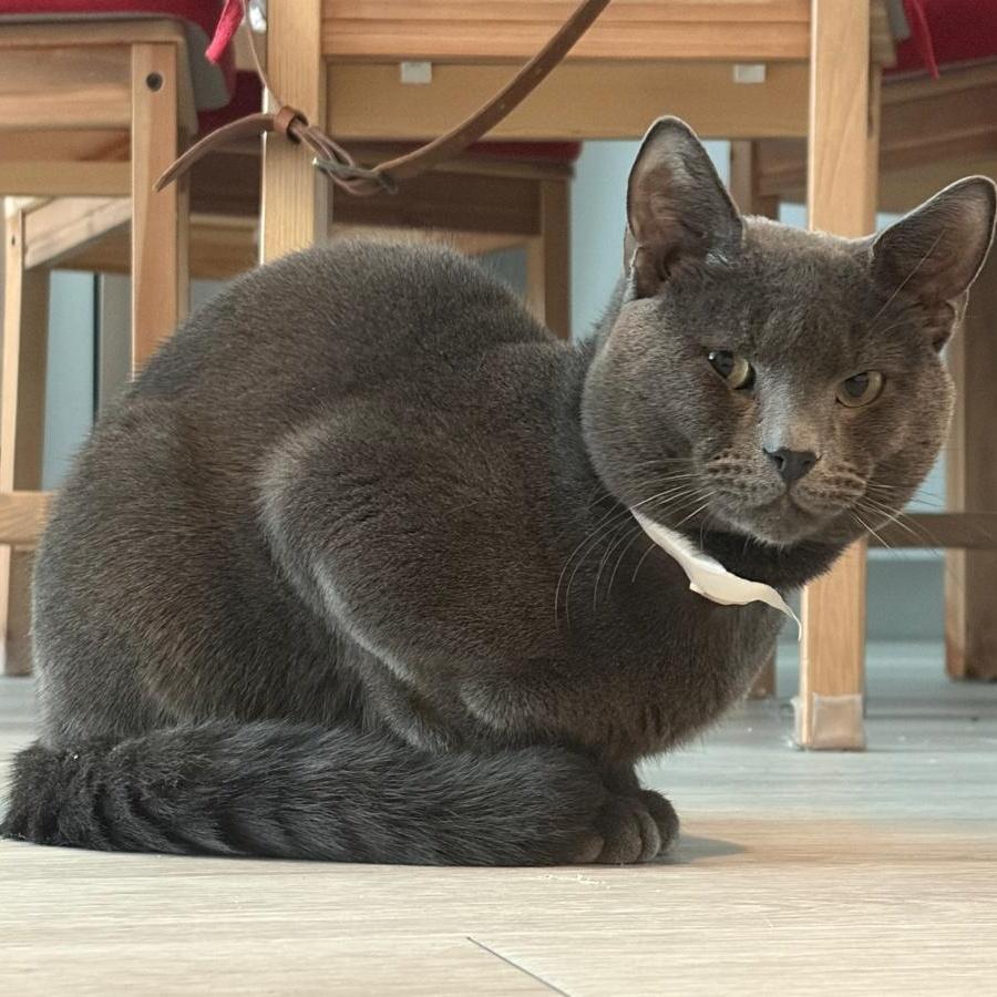 Enlarge Georgie, a ADOPTABLE Domestic Short Hair in New York, NY image 5/6