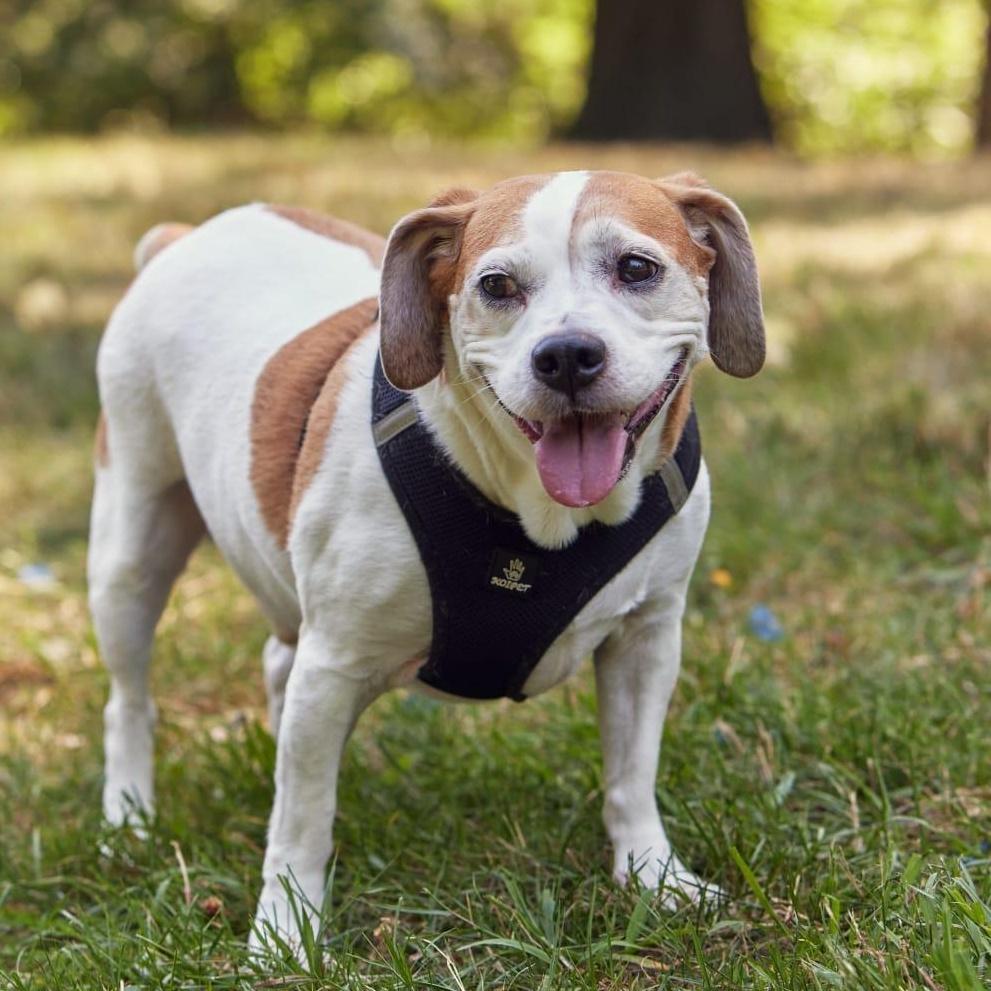 Enlarge Georgie, a ADOPTABLE Domestic Short Hair in New York, NY image 1/6