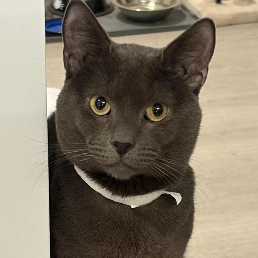 Enlarge Georgie, a ADOPTABLE Domestic Short Hair in New York, NY image 3/6