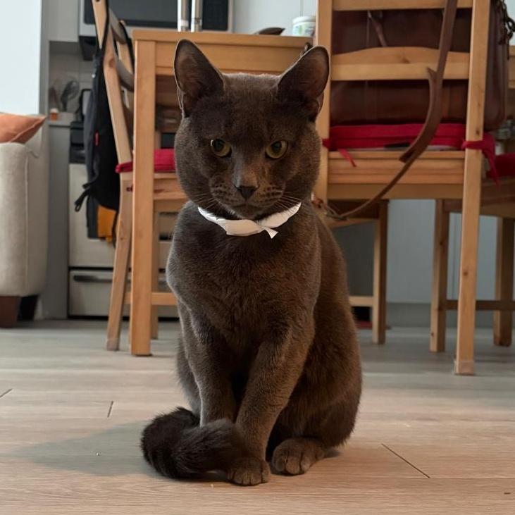 Enlarge Georgie, a ADOPTABLE Domestic Short Hair in New York, NY image 4/6