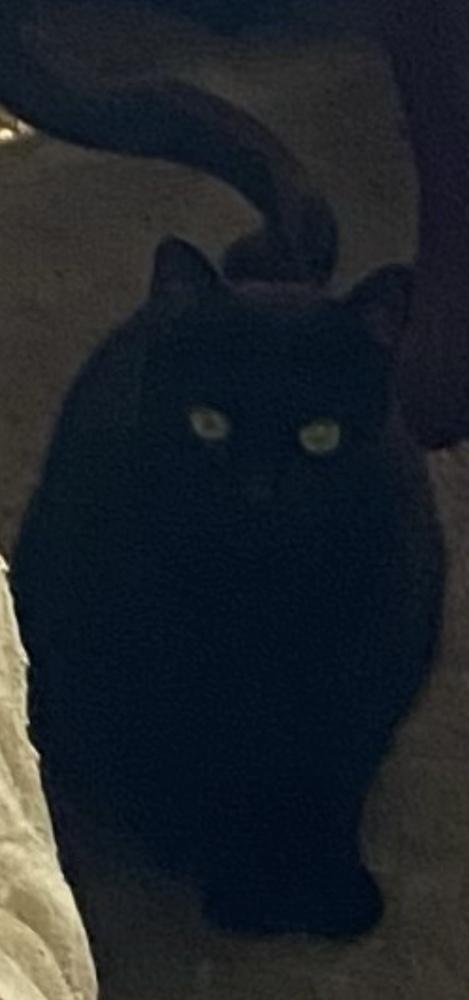 Enlarge Shadow, a Adoptable Domestic Short Hair in Lancaster, CA image 1/1