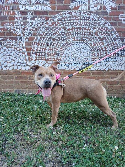 Enlarge Rosie, a Adoptable Mixed Breed in Durham, NC image 1/3