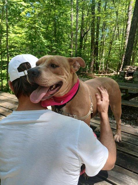 Enlarge Rosie, a Adoptable Mixed Breed in Durham, NC image 2/3