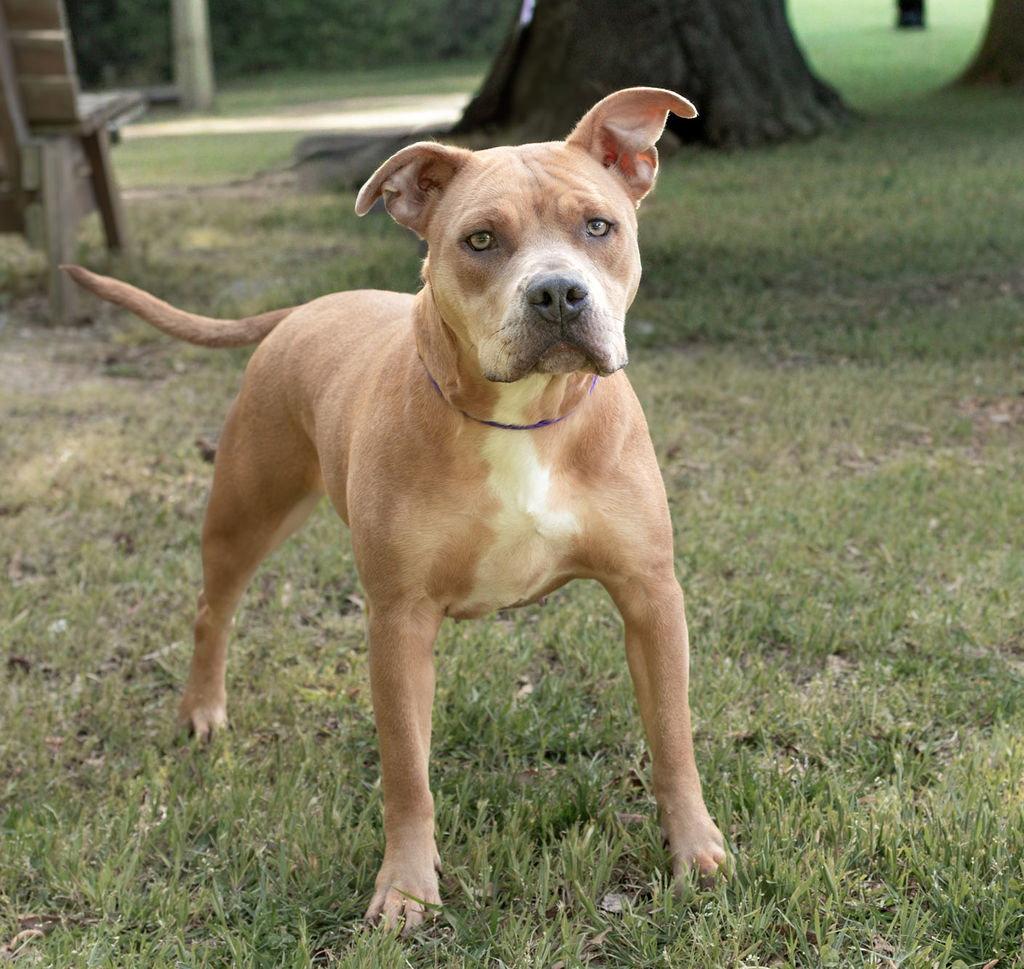 Enlarge Rosie, a Adoptable Mixed Breed in Durham, NC image 3/3