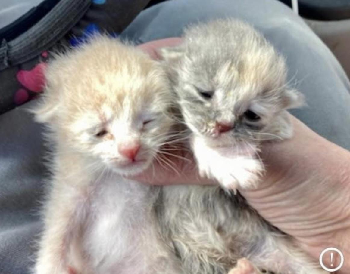 Enlarge Chewbacca (Chewy) - Bonded sister to Yoda, a Adopted Domestic Short Hair in Springfield, OR image 4/4