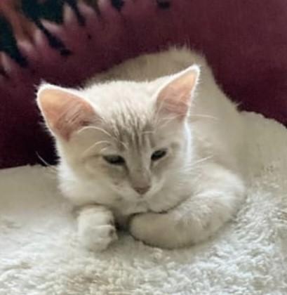 Chewbacca (Chewy) - Bonded sister to Yoda, Adopted, Young Female Domestic Short Hair.