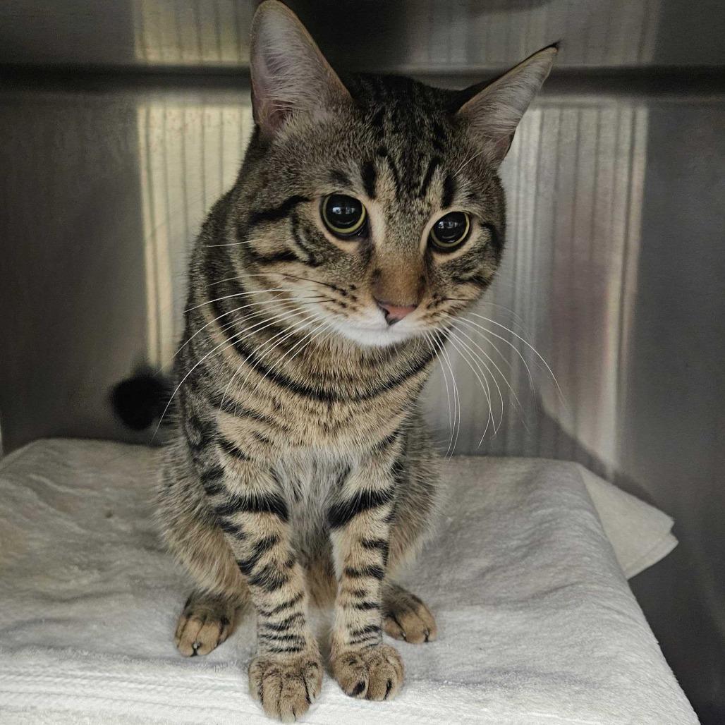 Enlarge Popy *Coming Soon*, a Adoptable Domestic Short Hair in Dover, NH image 1/1