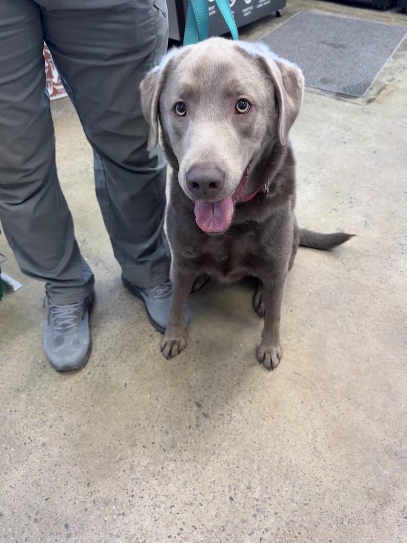 Enlarge Gus Grissom-Foster to Adopt!, an adoptable Chocolate Labrador Retriever in Medina, OH image 1/3