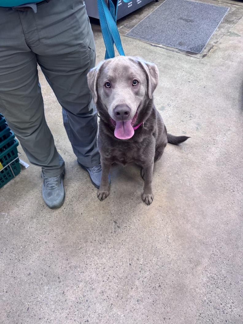 Enlarge Gus Grissom-Foster to Adopt!, an adoptable Chocolate Labrador Retriever in Medina, OH image 2/3