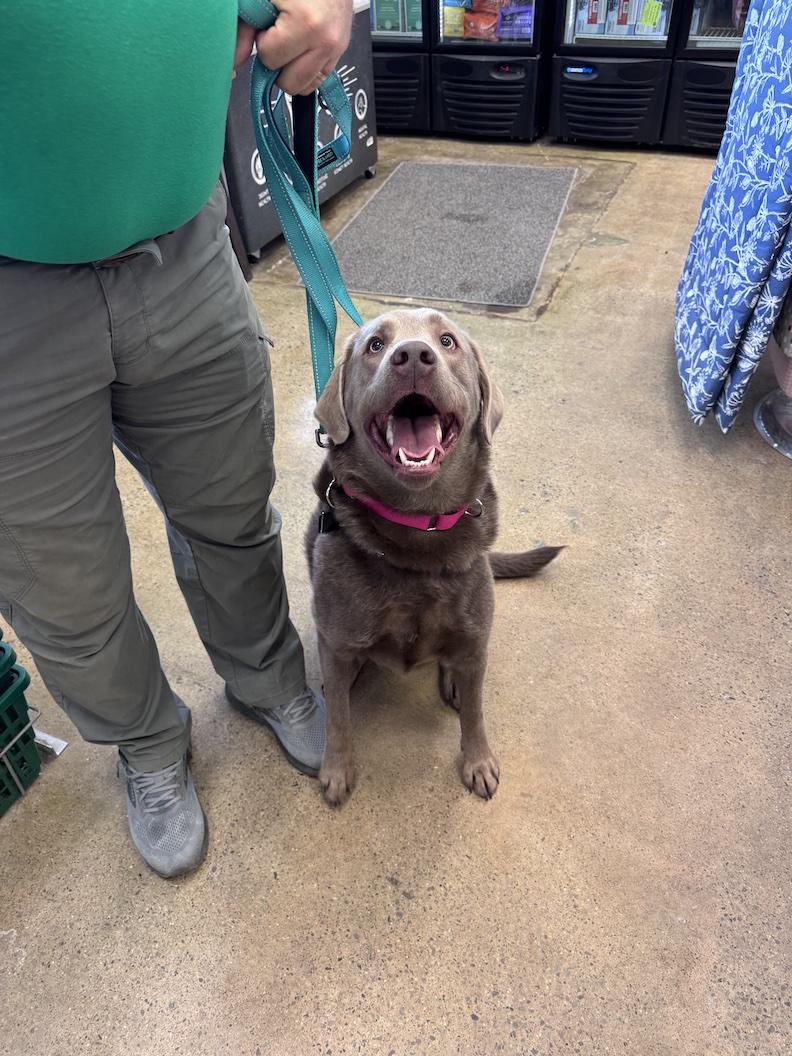 Enlarge Gus Grissom-Foster to Adopt!, an adoptable Chocolate Labrador Retriever in Medina, OH image 3/3