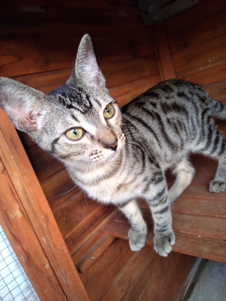 Harrison, Adoptable, Young Male Domestic Short Hair.