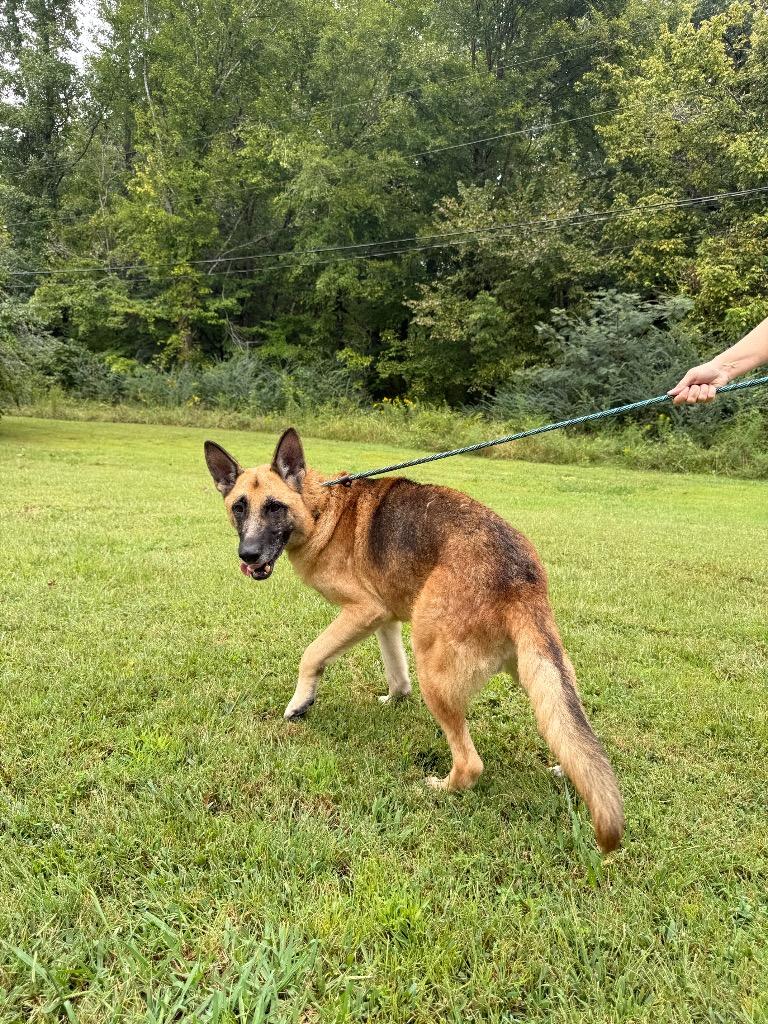 Chase, Adoptable, Adult Male German Shepherd Dog.
