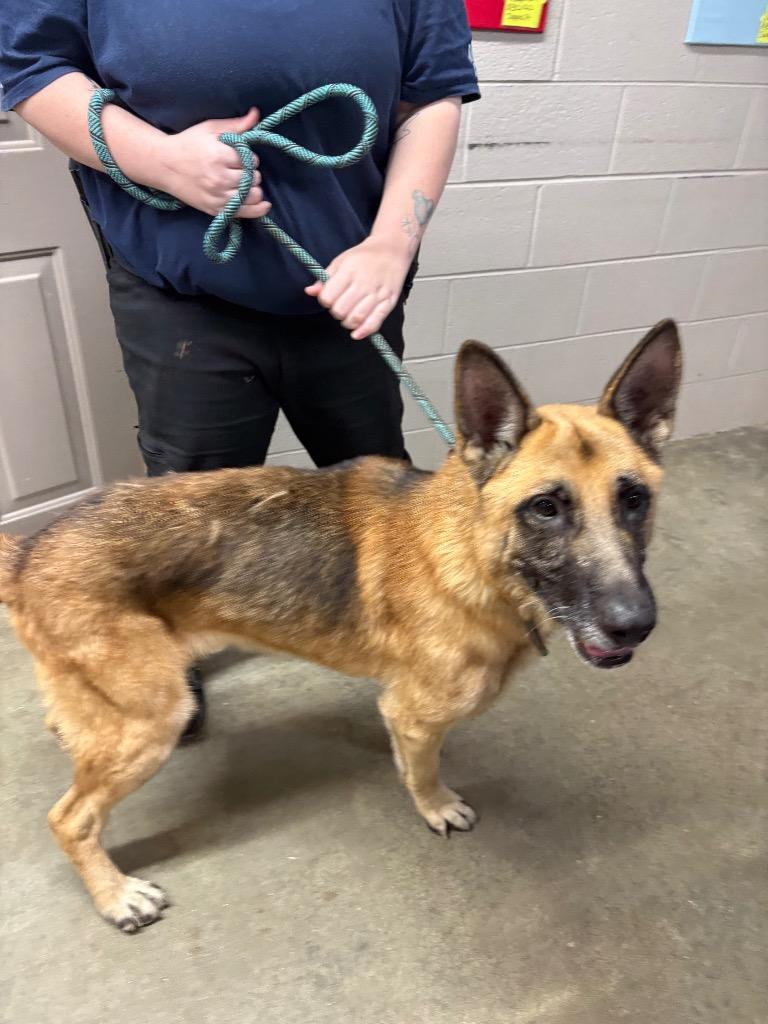Enlarge Chase, a Adoptable German Shepherd Dog in Murray, KY image 2/5