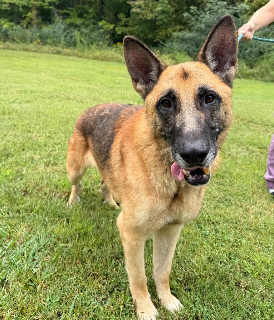 Enlarge Chase, a Adoptable German Shepherd Dog in Murray, KY image 3/5