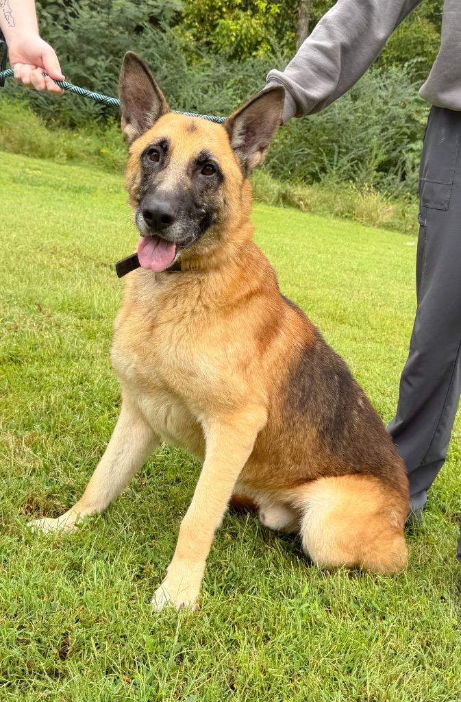 Enlarge Chase, a Adoptable German Shepherd Dog in Murray, KY image 4/5