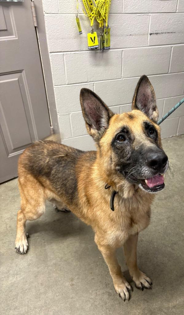 Enlarge Chase, a Adoptable German Shepherd Dog in Murray, KY image 5/5