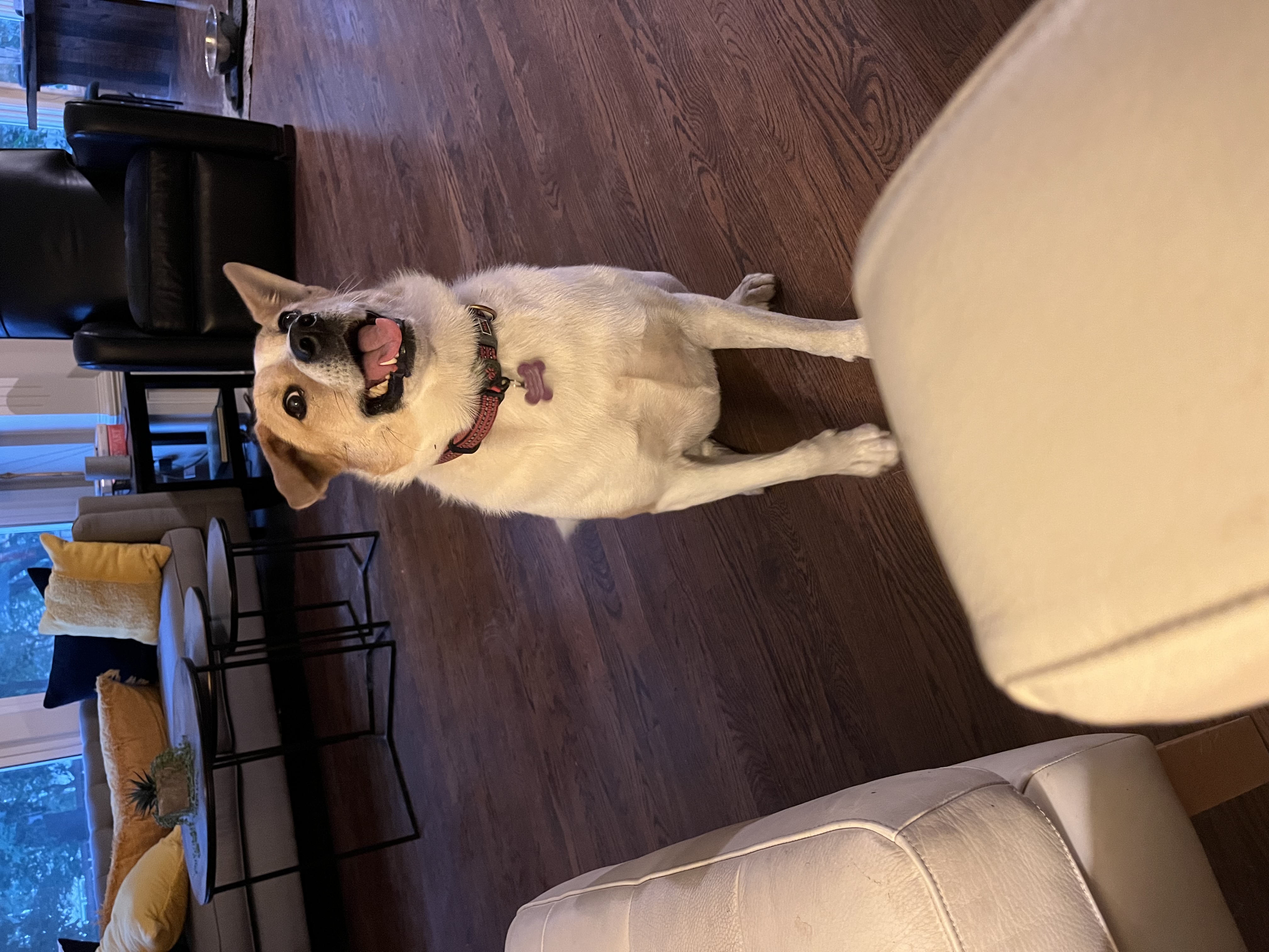 Honey - COURTESY POST - cattle dog, an adoptable Australian Cattle Dog / Blue Heeler in Kansas City, MO, 64119 | Photo Image 1