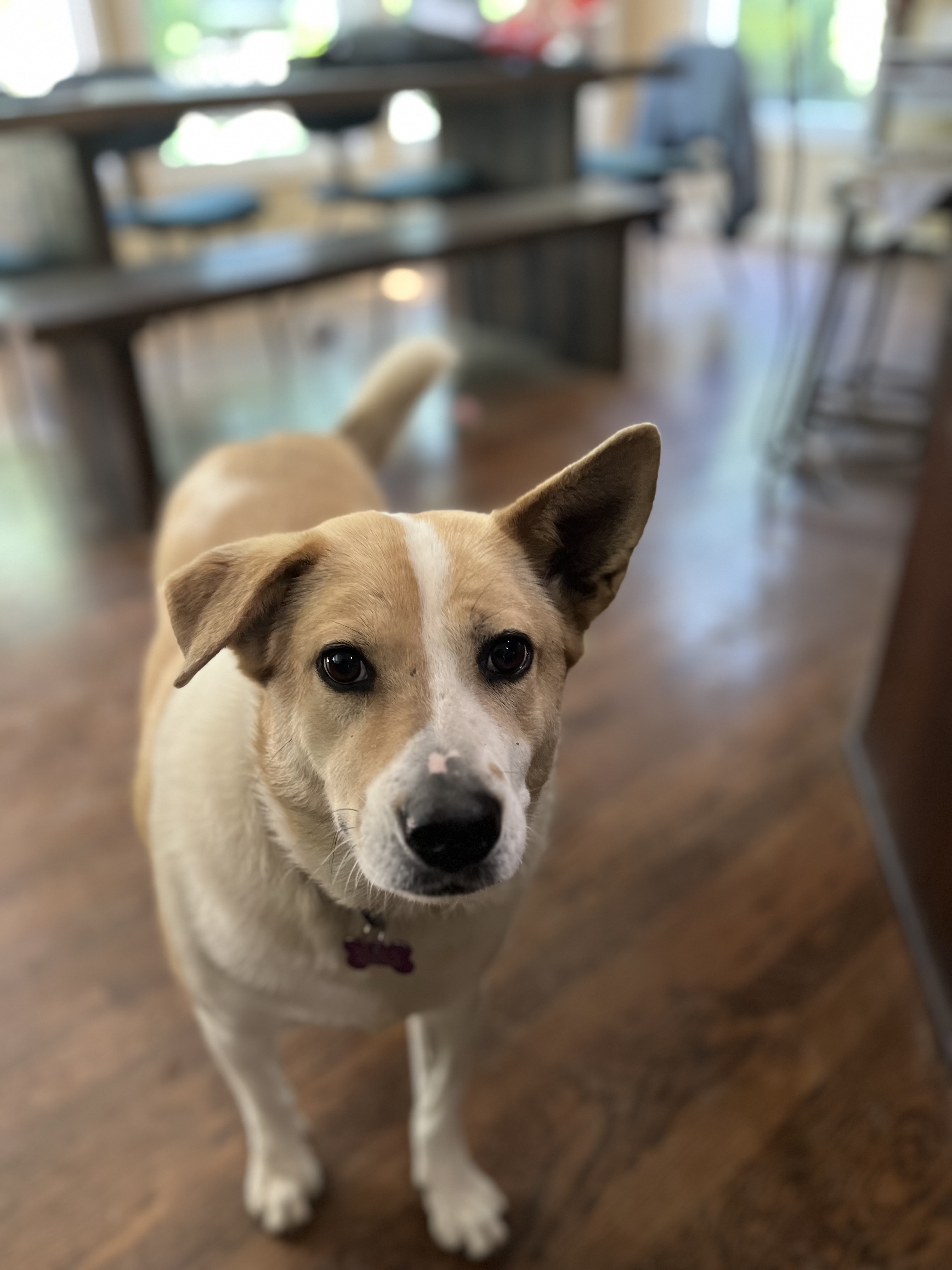 Honey - COURTESY POST - cattle dog, an adoptable Australian Cattle Dog / Blue Heeler in Kansas City, MO, 64119 | Photo Image 3