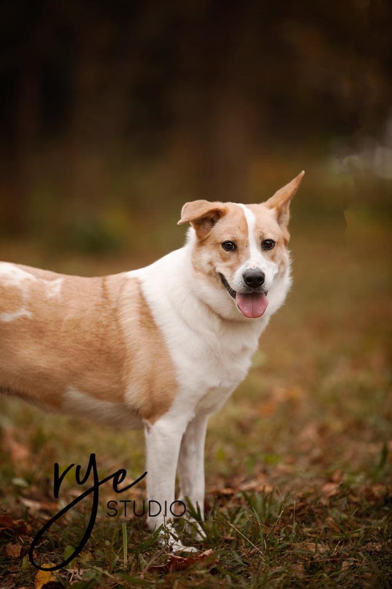 Honey - COURTESY POST - cattle dog, an adoptable Australian Cattle Dog / Blue Heeler in Kansas City, MO, 64119 | Photo Image 2