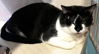 Walter- BONDED TO ARCHER, ADOPTABLE, Adult Male Domestic Short Hair.