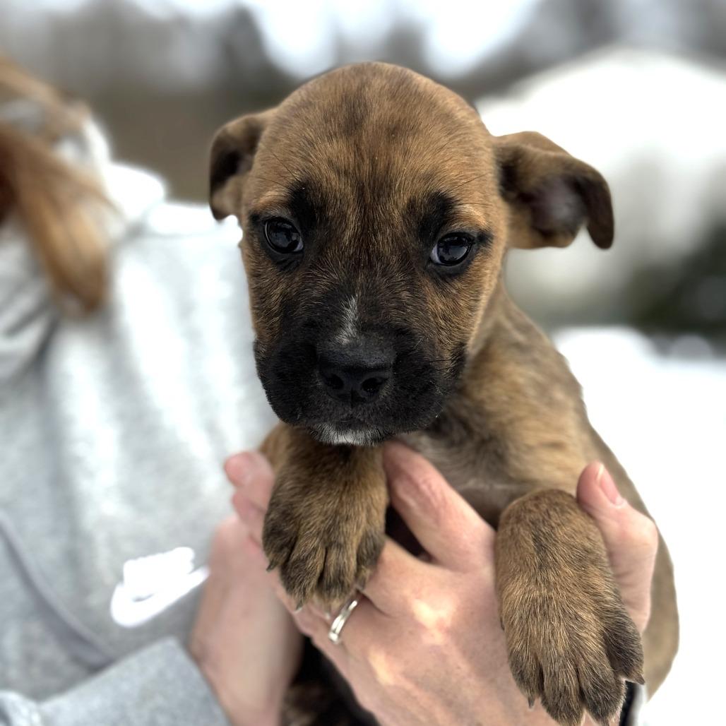 Enlarge NY Quasimodo Avail Dec 13 (Tractor Supply Patterson), a Adoptable mixed breed in Patterson, NY image 1/1