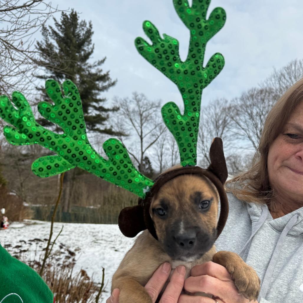 NY Quasimodo Avail Dec 13 (Tractor Supply Patterson), Adoptable, Puppy Male Boxer & Terrier.